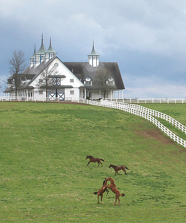 Manchester Farms Horse Play_crop2
