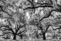 Brookgreen Gardens 4 bw