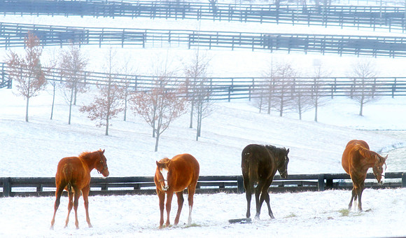 Thoroughbred Ballet