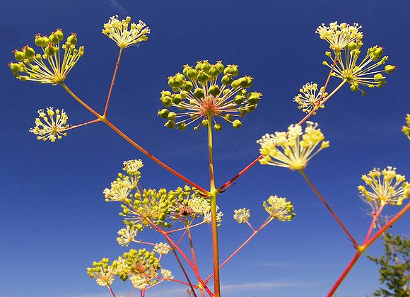 Flower 1a