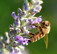 Fauna