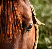 Perspectives on Thoroughbreds 7
