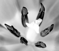 Tulip 2