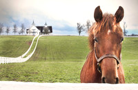 Perspectives on Thoroughbreds 8