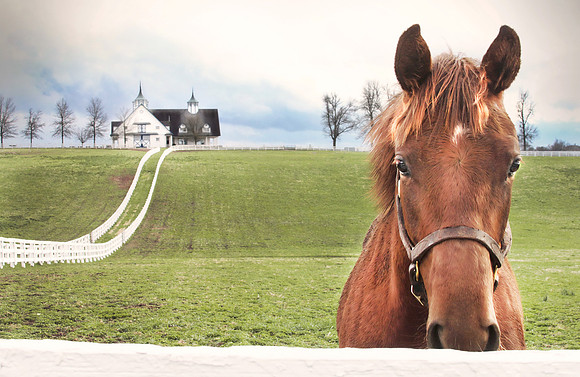 Perspectives on Thoroughbreds 8