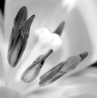 Tulip 4