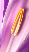 Iris 10